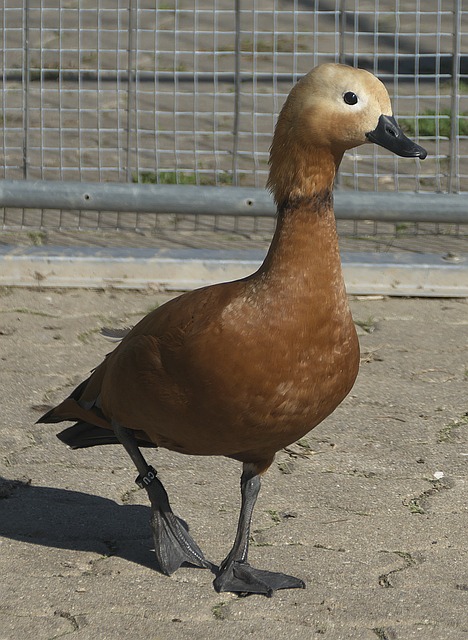 还是森林狼